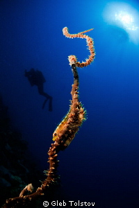 Goby and a diver by Gleb Tolstov 